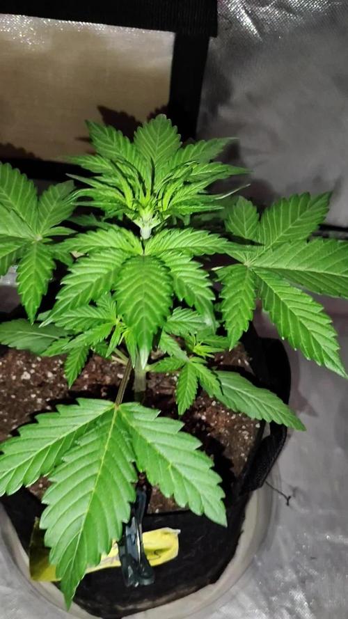 BPPRF3 upgrade and LCC