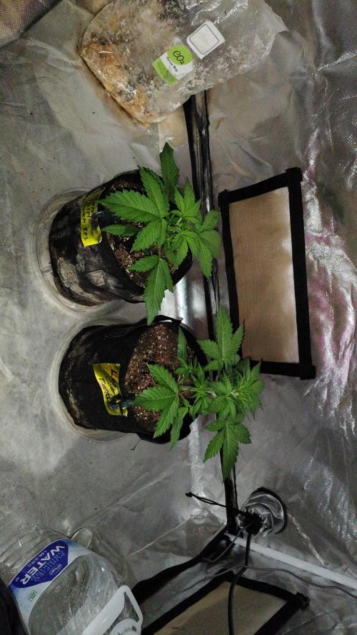 BPPRF3 upgrade and LCC. Week 3