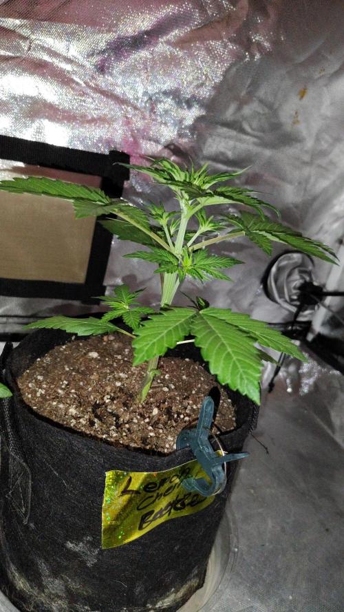 BPPRF3 upgrade and LCC. Week 3 - Lemon cherry cookies 