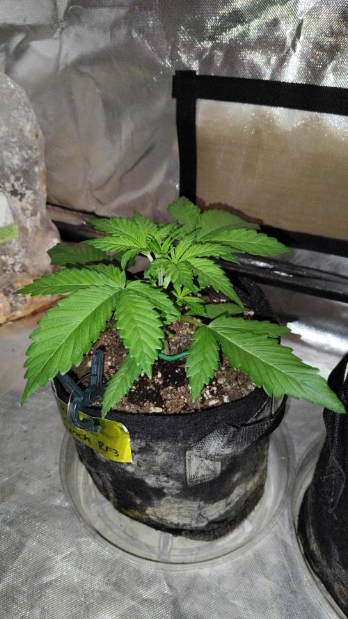 BPPRF3 upgrade and LCC. Week 3 - Banana purple punch RF3 