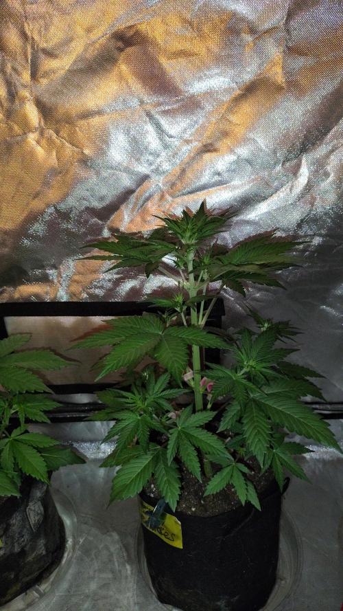 BPPRF3 upgrade and LCC. Week 4