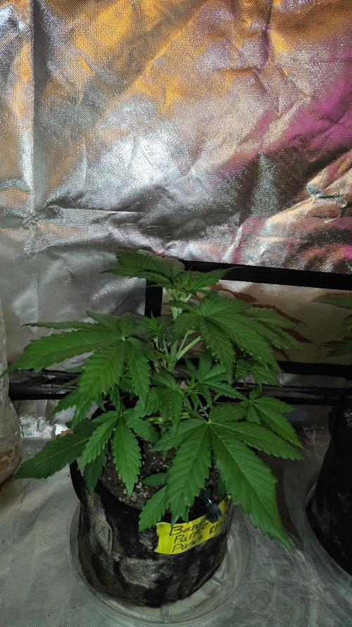 BPPRF3 upgrade and LCC. Week 4