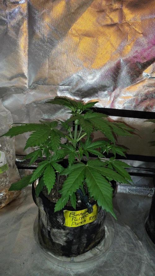 BPPRF3 upgrade and LCC. Week 4