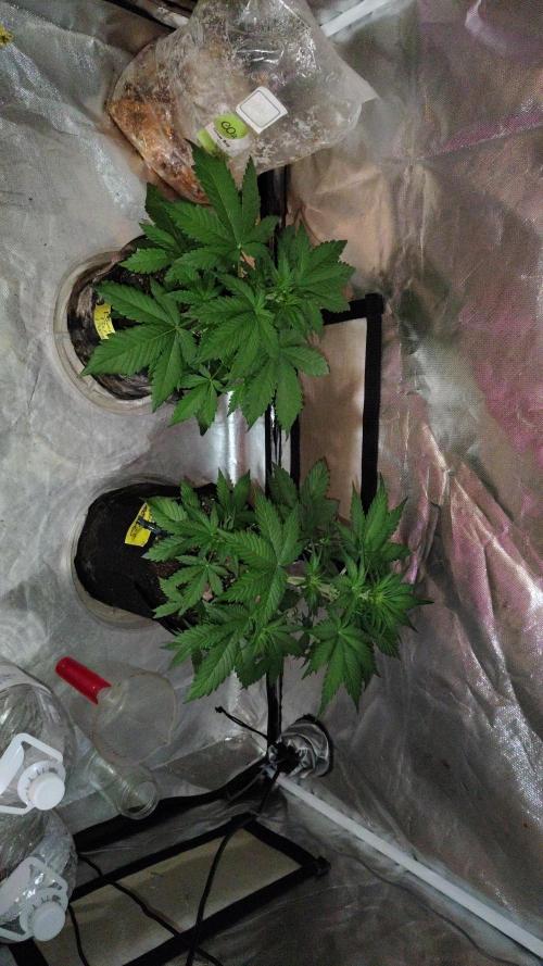 BPPRF3 upgrade and LCC. Week 4