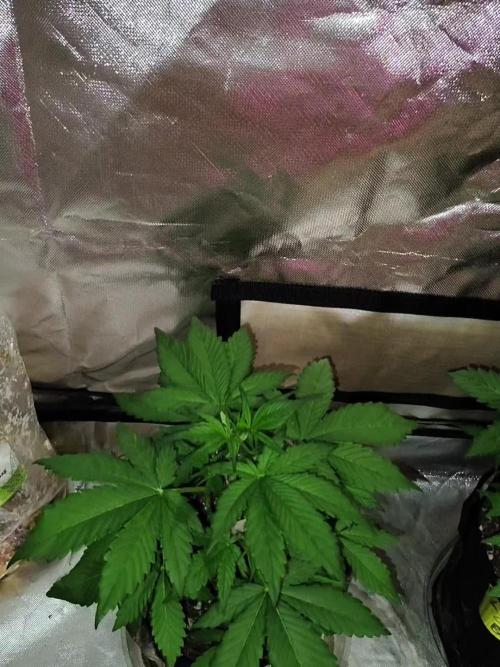 BPPRF3 upgrade and LCC