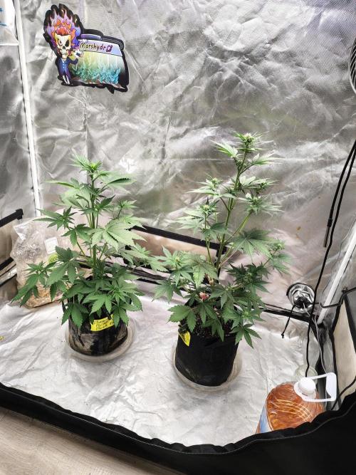 BPPRF3 upgrade and LCC. Week 5