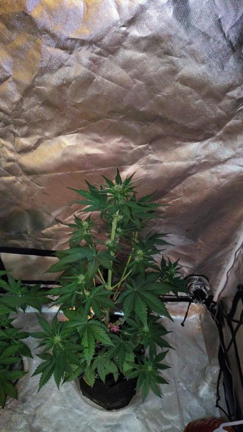 BPPRF3 upgrade and LCC. Week 5 - Lemon cherry cookies 