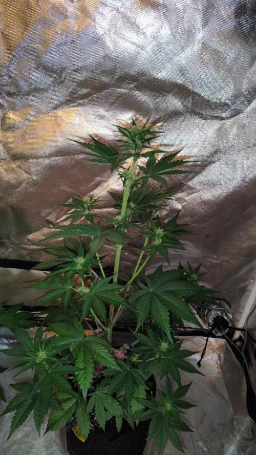 BPPRF3 upgrade and LCC. Week 5 - LCC