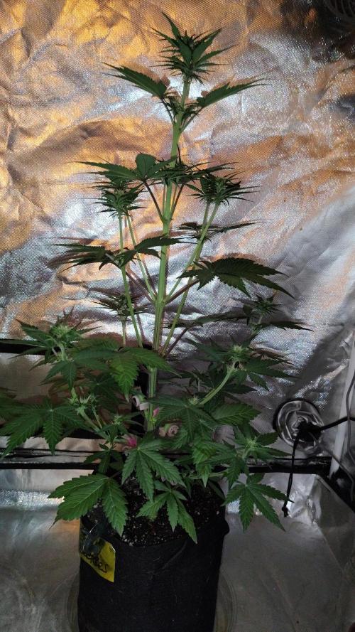 BPPRF3 upgrade and LCC. Week 5 - LCC