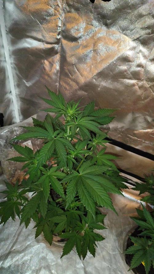 BPPRF3 upgrade and LCC. Week 5 - Banana purple punch RF3 