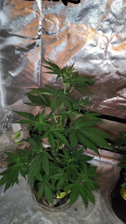 BPPRF3 upgrade and LCC. Week 5 - BPPRF3