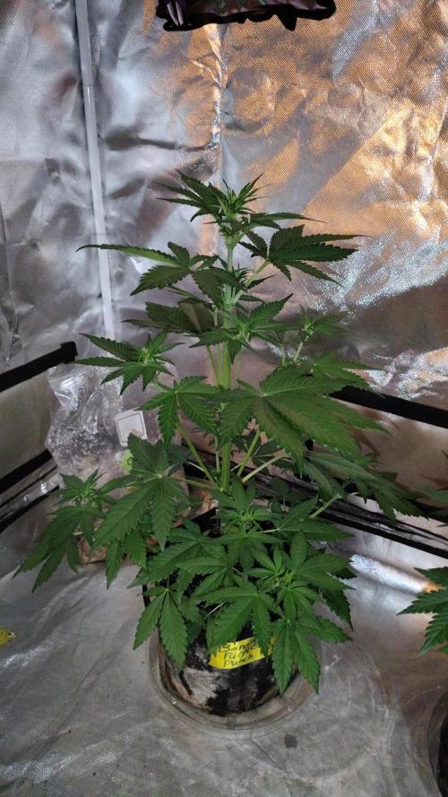 BPPRF3 upgrade and LCC. Week 5 - BPPRF3