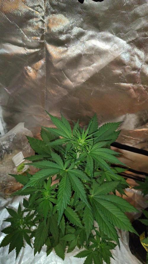 BPPRF3 upgrade and LCC. Week 5 - BPP