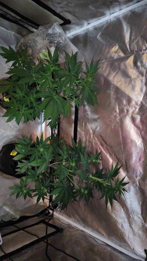 BPPRF3 upgrade and LCC. Week 5