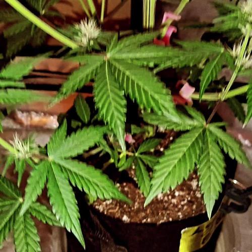 Banana purple punch RF3 & LCC
