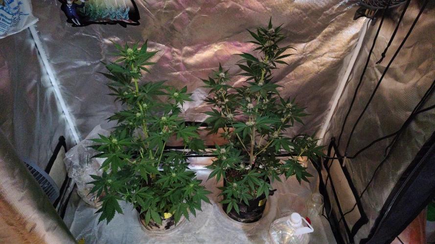 BPPRF3 upgrade and LCC. Week 6