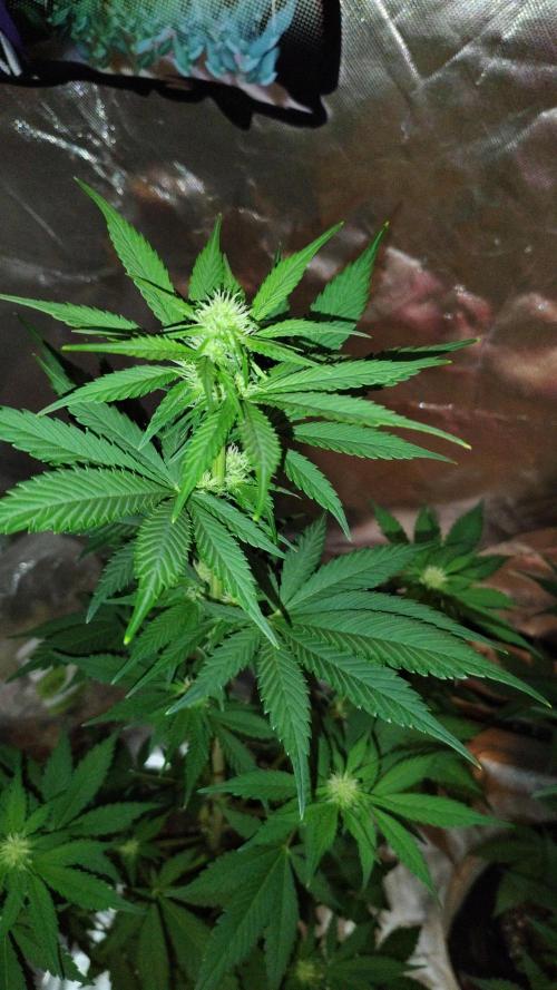 BPPRF3 upgrade and LCC. Week 6