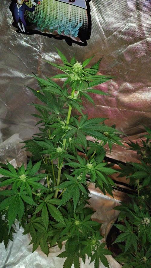 BPPRF3 upgrade and LCC. Week 6