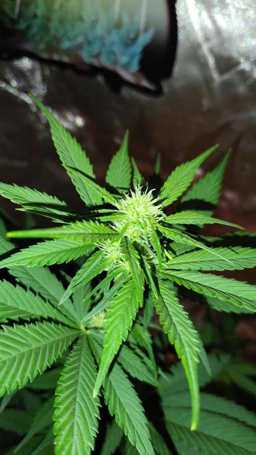 BPPRF3 upgrade and LCC. Week 6