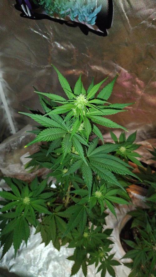 BPPRF3 upgrade and LCC. Week 6