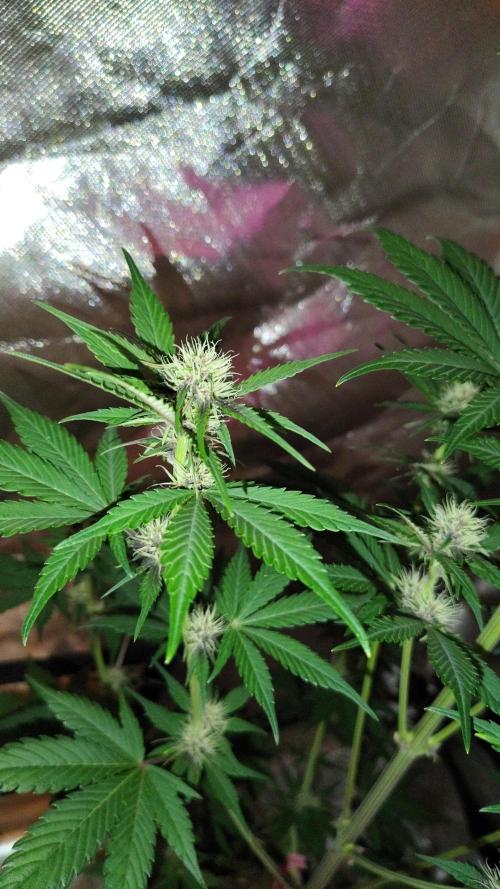 BPPRF3 upgrade and LCC. Week 6