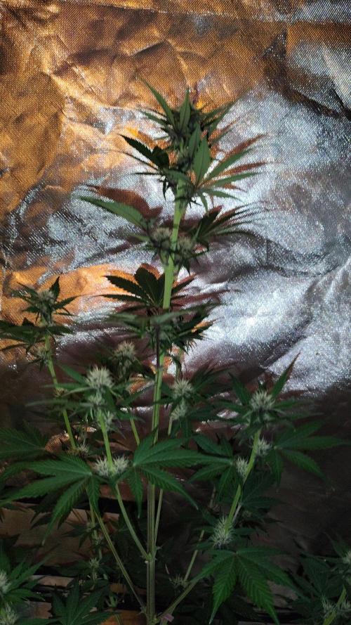 BPPRF3 upgrade and LCC. Week 6