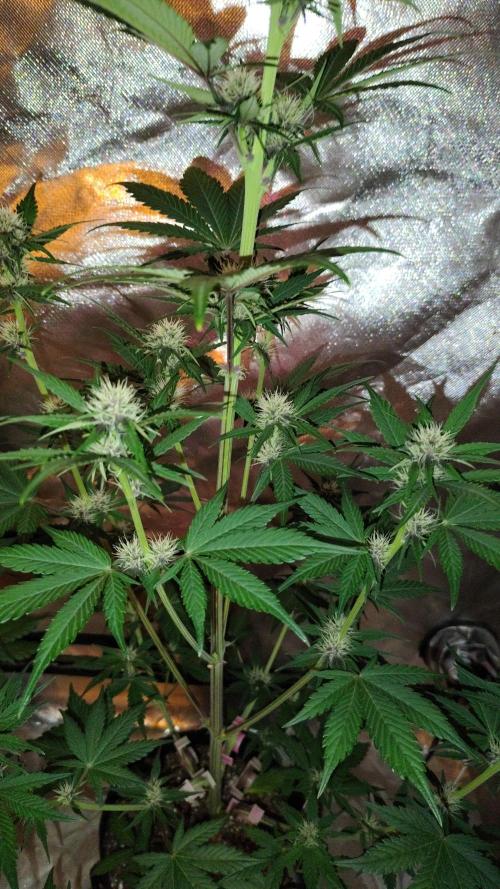 BPPRF3 upgrade and LCC. Week 6