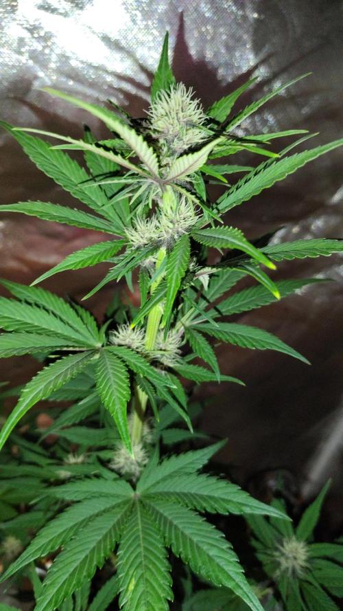 BPPRF3 upgrade and LCC. Week 6