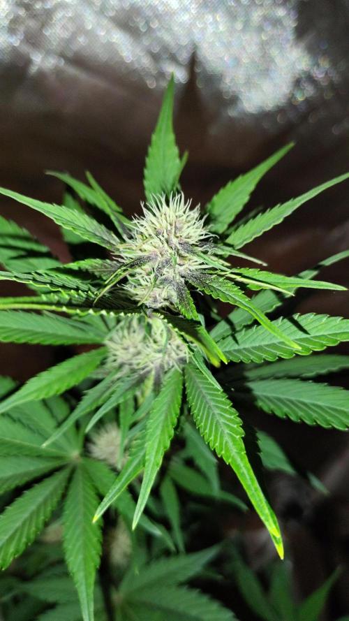 BPPRF3 upgrade and LCC. Week 6