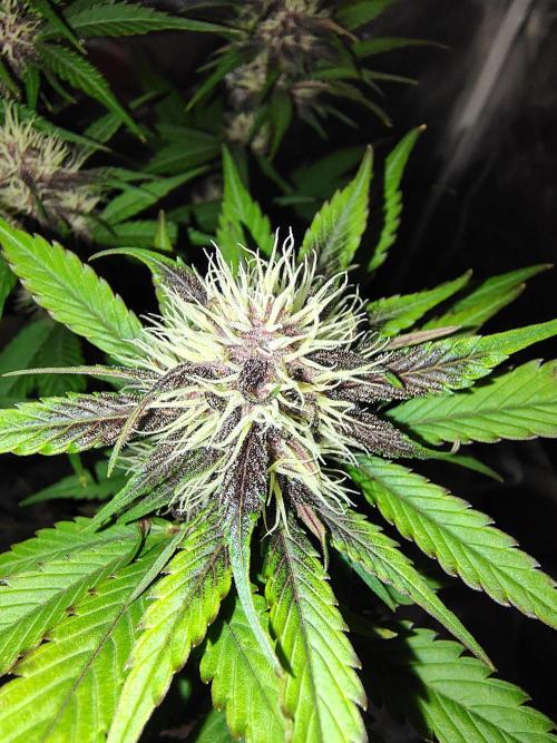 BPPRF3 upgrade and LCC. Week 7