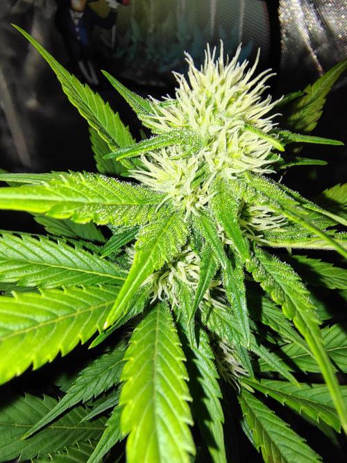 BPPRF3 upgrade and LCC. Week 7