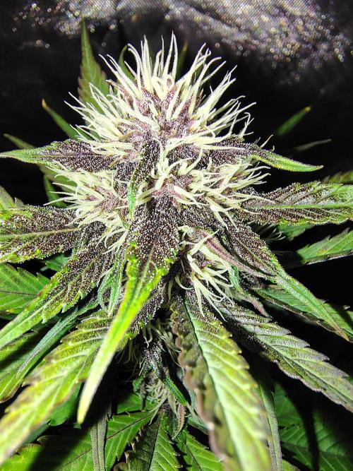 BPPRF3 upgrade and LCC. Week 7