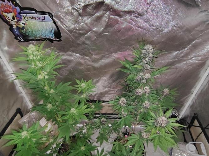 BPPRF3 upgrade and LCC. Week 7