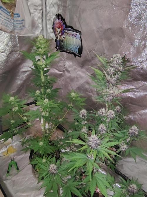 BPPRF3 upgrade and LCC. Week 7