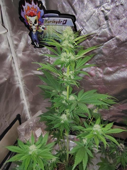 BPPRF3 upgrade and LCC. Week 7