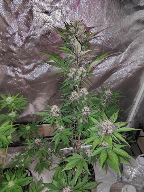 BPPRF3 upgrade and LCC. Week 7