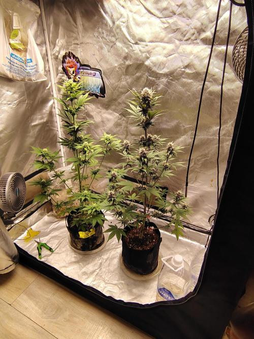 BPPRF3 upgrade and LCC. Week 7