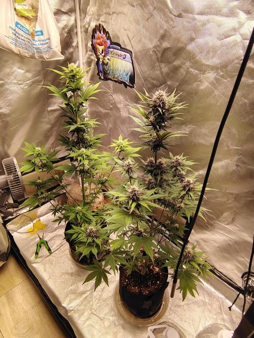 BPPRF3 upgrade and LCC. Week 7