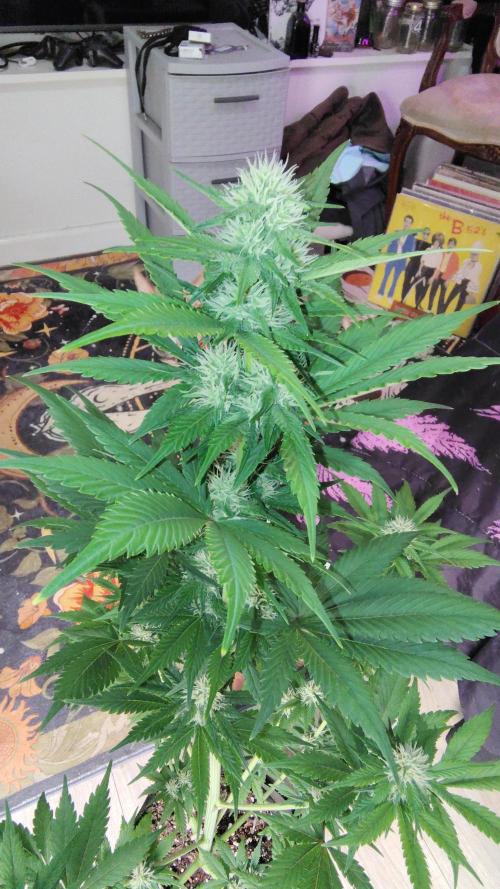 BPPRF3 upgrade and LCC. Week 7