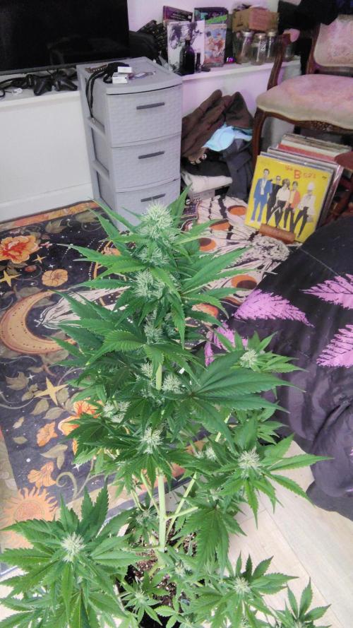 BPPRF3 upgrade and LCC. Week 7