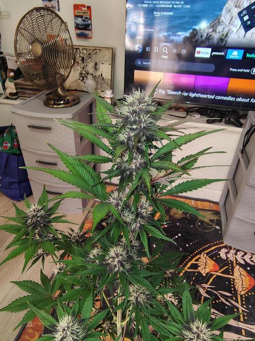 BPPRF3 upgrade and LCC. Week 7