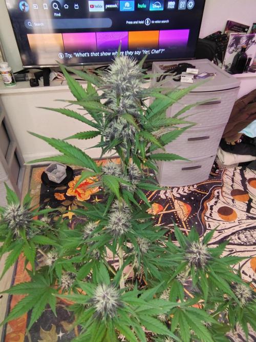 BPPRF3 upgrade and LCC. Week 7