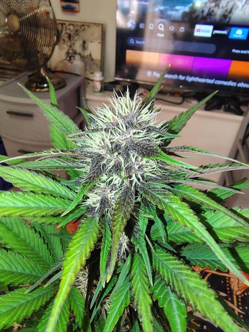 BPPRF3 upgrade and LCC. Week 7