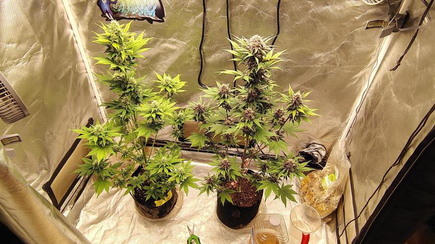 BPPRF3 upgrade and LCC. Week 8