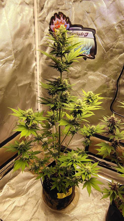 BPPRF3 upgrade and LCC. Week 8 - BPP