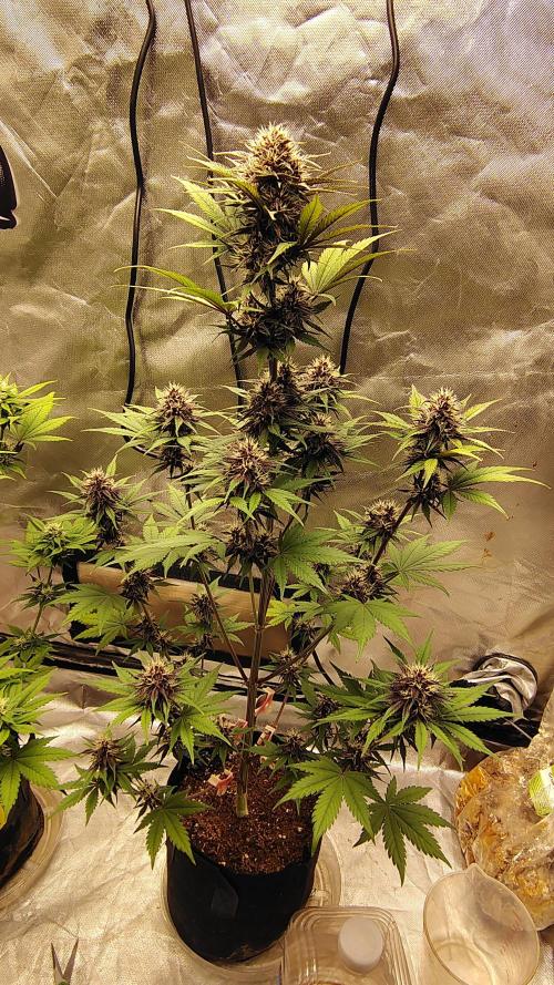 BPPRF3 upgrade and LCC. Week 8 - LCC