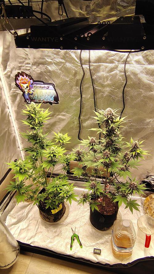 BPPRF3 upgrade and LCC. Week 8