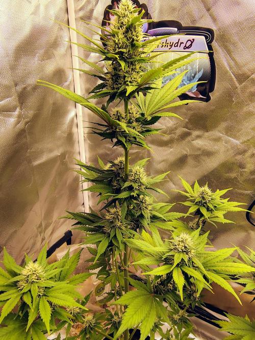 BPPRF3 upgrade and LCC. Week 8 - BPP