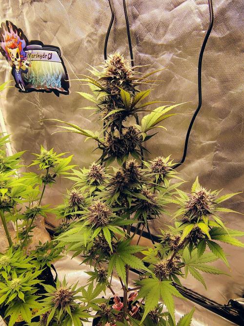 BPPRF3 upgrade and LCC. Week 8 - LCC