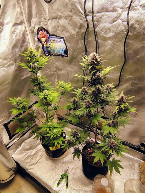 BPPRF3 upgrade and LCC. Week 8